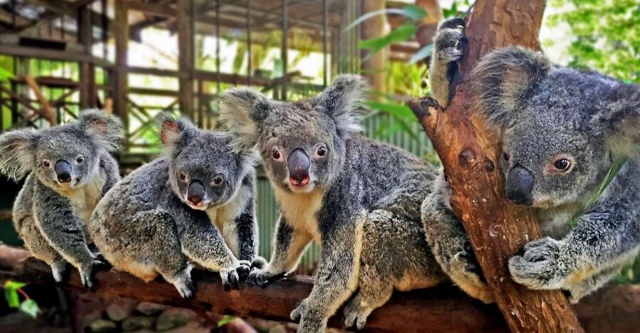 Kuranda, Cairns & Port Douglas Multi-Park Package - Who Will Love This Package?