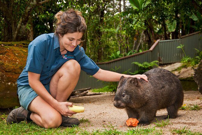 Kuranda Koala Gardens General Entry Ticket - The Itinerary and What to Expect