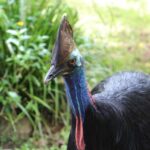 Kuranda: Rainforestation Nature Park - A Closer Look at the Rainforestation Experience