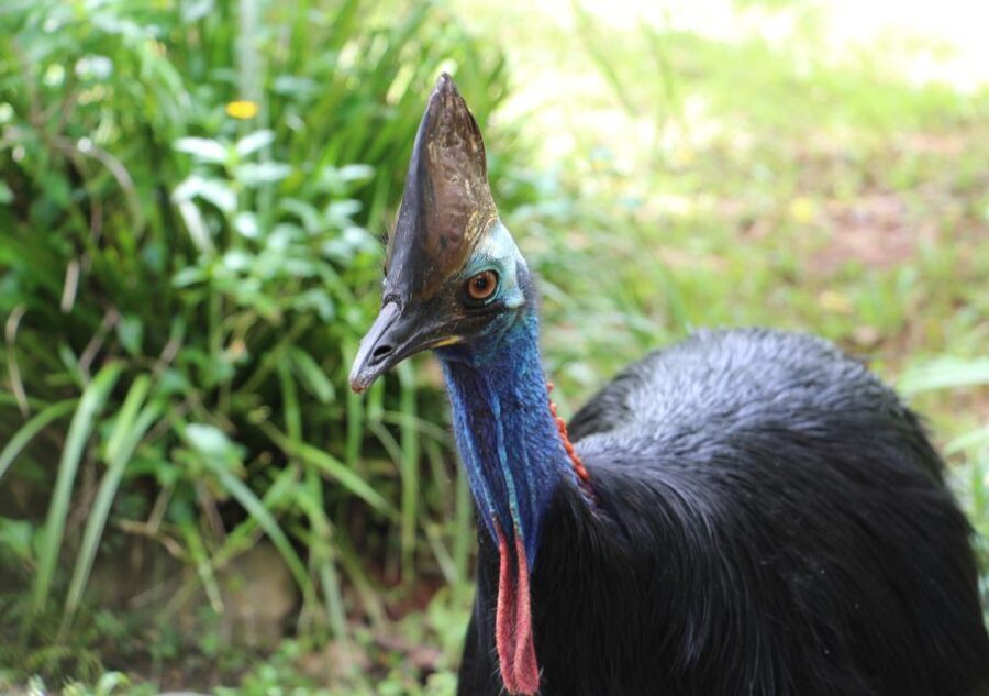 Kuranda: Rainforestation Nature Park - A Closer Look at the Rainforestation Experience