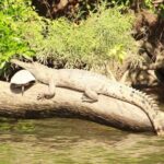 Kuranda Riverboat Sightseeing Cruise - The Experience for Different Visitors