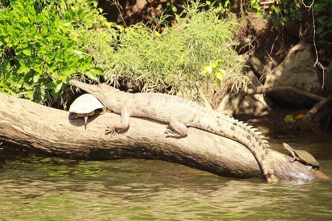 Kuranda Riverboat Sightseeing Cruise - The Experience for Different Visitors