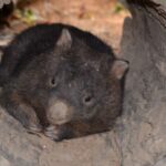 Kuranda Wildlife Experience: Koalas, Birds & Butterflies - An Ideal Day Out for Wildlife Enthusiasts and Families