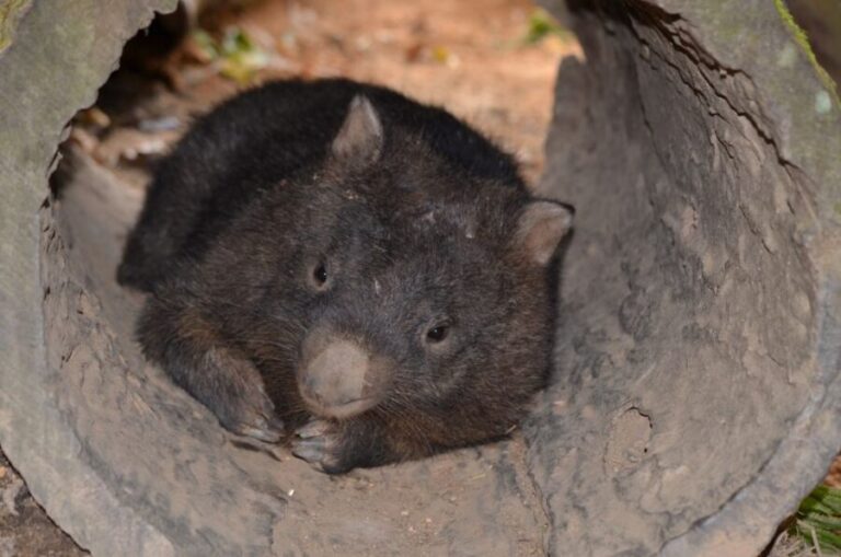 Kuranda Wildlife Experience: Koalas, Birds & Butterflies - An Ideal Day Out for Wildlife Enthusiasts and Families