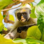 Kuza Cave Tour, The Rock Restaurant, Salaam Cave Tour - Discovering Jozani Forest and the Red Colobus Monkeys