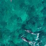 La Preneuse: Dolphin Watching and Snorkeling Speedboat Tour - Dolphin Encounters: Playful, Wild, and Worth the Wait