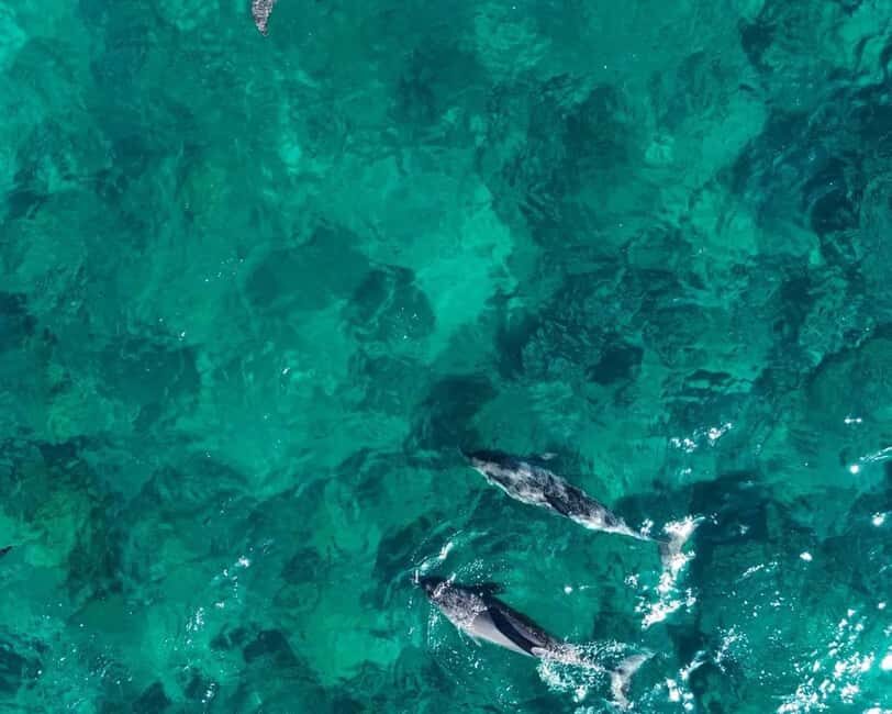 La Preneuse: Dolphin Watching and Snorkeling Speedboat Tour - Dolphin Encounters: Playful, Wild, and Worth the Wait