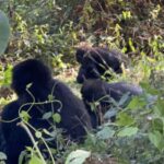 Lake Bunyonyi: Mgahinga Gorilla National Park Day Trip - The Gorilla Trekking Experience