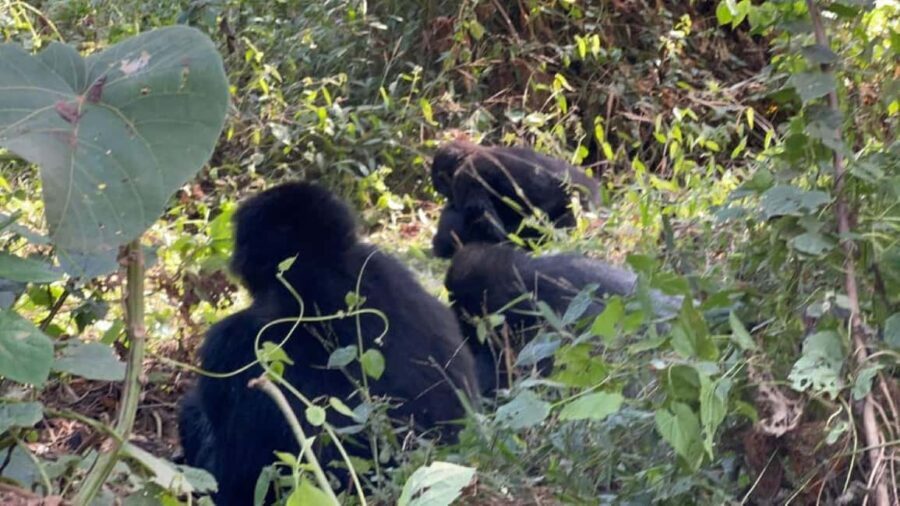 Lake Bunyonyi: Mgahinga Gorilla National Park Day Trip - The Gorilla Trekking Experience