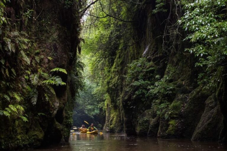 Lake Karapiro: Evening Kayak Glowworm Tour - An Overview of the Lake Karapiro Glowworm Kayak Tour
