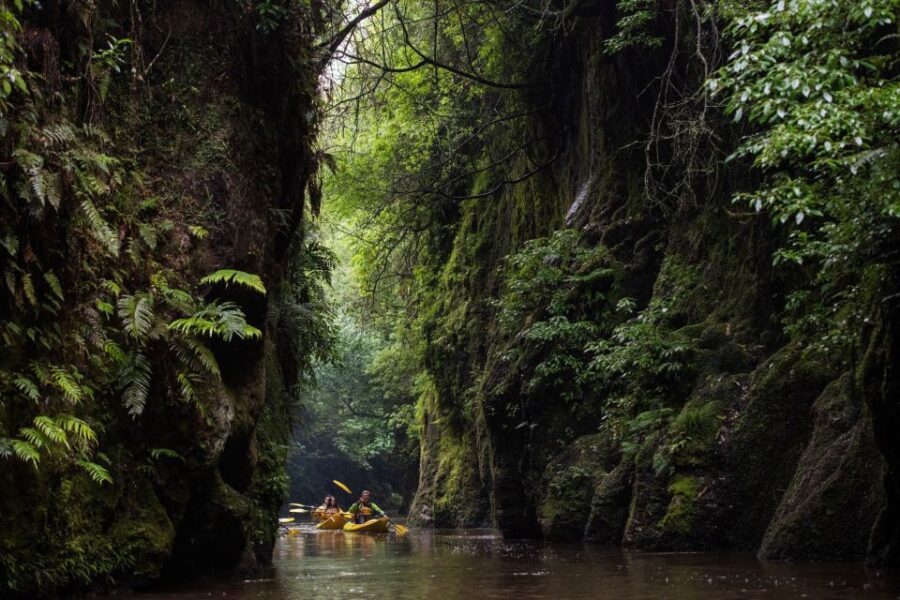 Lake Karapiro: Evening Kayak Glowworm Tour - An Overview of the Lake Karapiro Glowworm Kayak Tour