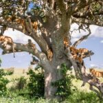 Lake Manyara: Day Trip Safari with Bird Watching - FAQs