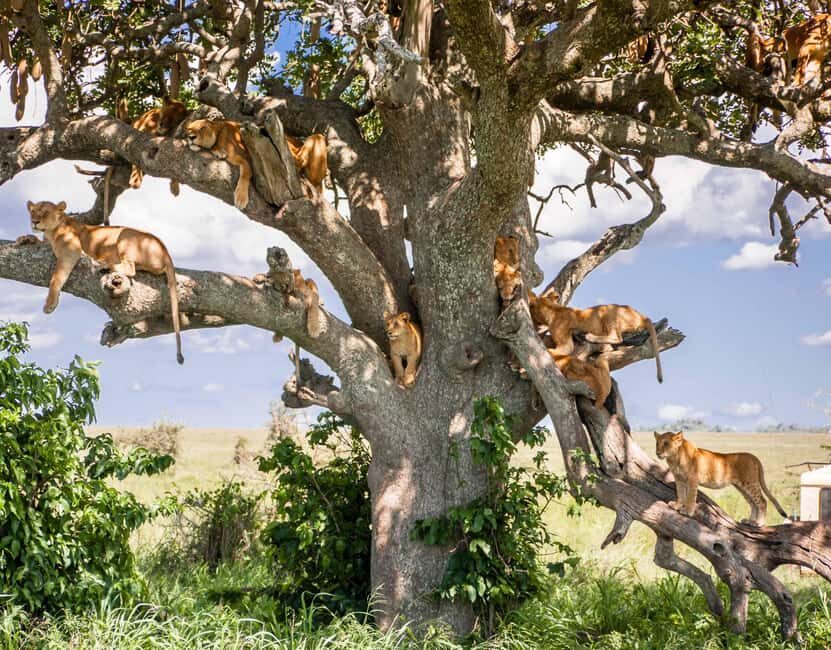 Lake Manyara: Day Trip Safari with Bird Watching - FAQs