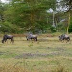 Lake Manyara Day Trip:Canoeing, Treetop Walkway,& Game Drive - Transportation and Logistics