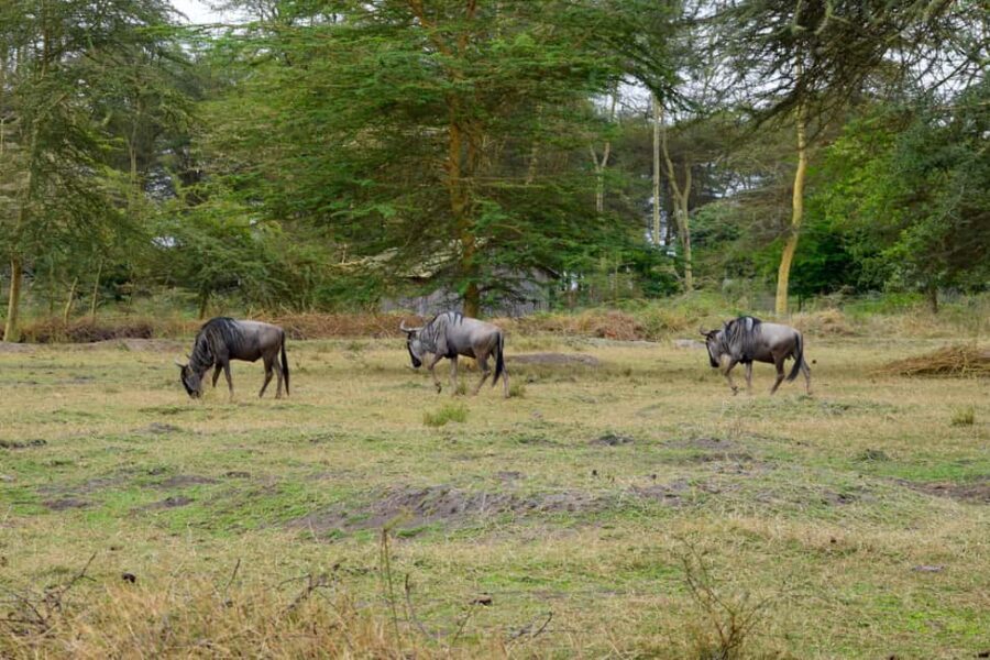 Lake Manyara Day Trip:Canoeing, Treetop Walkway,& Game Drive - Transportation and Logistics