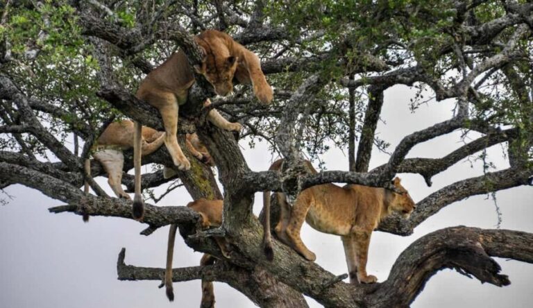 Lake Manyara National Park Day Trip Tour - Entering Lake Manyara National Park
