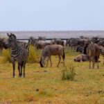 Lake Manyara Overnight Trip with Canoeing & Treetop Walkway - The Itinerary Breakdown