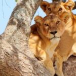 Lake Manyara: The best of Day Trip from Arusha - What’s Included and What to Keep in Mind