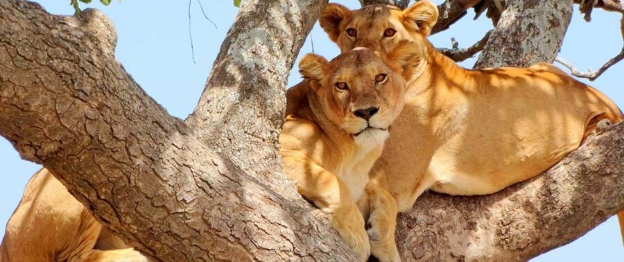 Lake Manyara: The best of Day Trip from Arusha - What’s Included and What to Keep in Mind