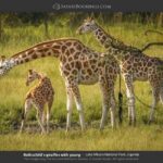 Lake Mburo National Park: Guided 3-Day Wildlife Safari - In-Depth Look at the 3-Day Itinerary