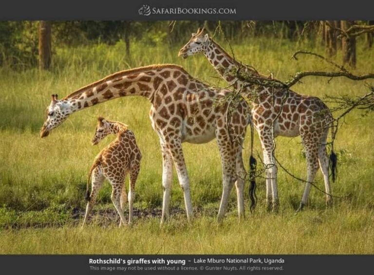 Lake Mburo National Park: Guided 3-Day Wildlife Safari - In-Depth Look at the 3-Day Itinerary