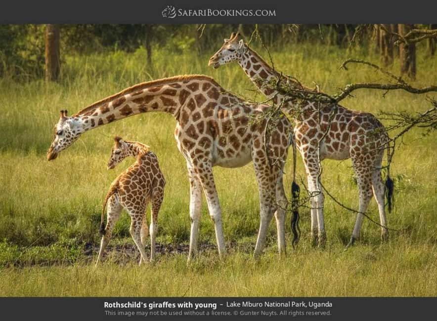 Lake Mburo National Park: Guided 3-Day Wildlife Safari - In-Depth Look at the 3-Day Itinerary