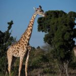 Lake Naivasha: Boat Ride and Crescent Island Guided Walk. AW - Real Insights from Past Travelers