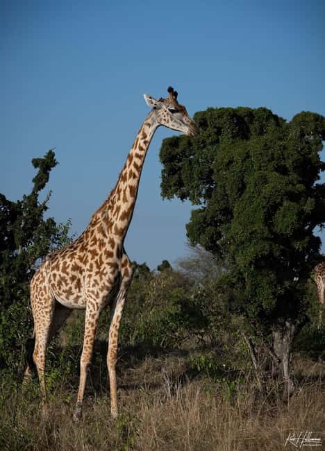 Lake Naivasha: Boat Ride and Crescent Island Guided Walk. AW - Real Insights from Past Travelers