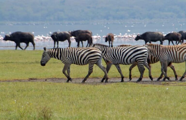 Lake Naivasha: Crescent Island Game Sanctuary - Exploring the Itinerary in Detail