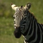 Lake Naivasha Tour: Kayak, Bike & Hike Through Hell's Gate! - Practical Details and What to Expect