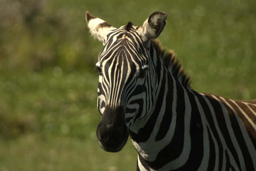 Lake Naivasha Tour: Kayak, Bike & Hike Through Hell's Gate! - Practical Details and What to Expect