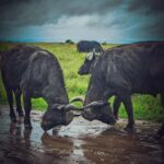 Lake Nakuru 2 Days 1 Night Safari. - FAQ
