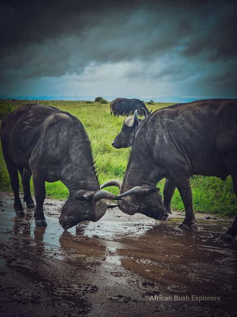 Lake Nakuru 2 Days 1 Night Safari. - FAQ