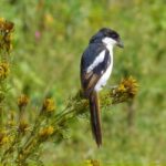 Lake Nakuru day trip from Nairobi - Guides & Service Quality: Why It Matters