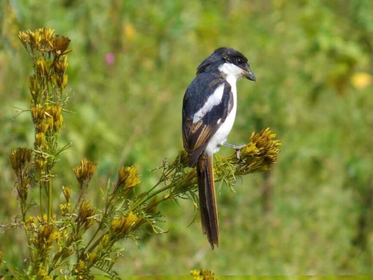 Lake Nakuru day trip from Nairobi - Guides & Service Quality: Why It Matters