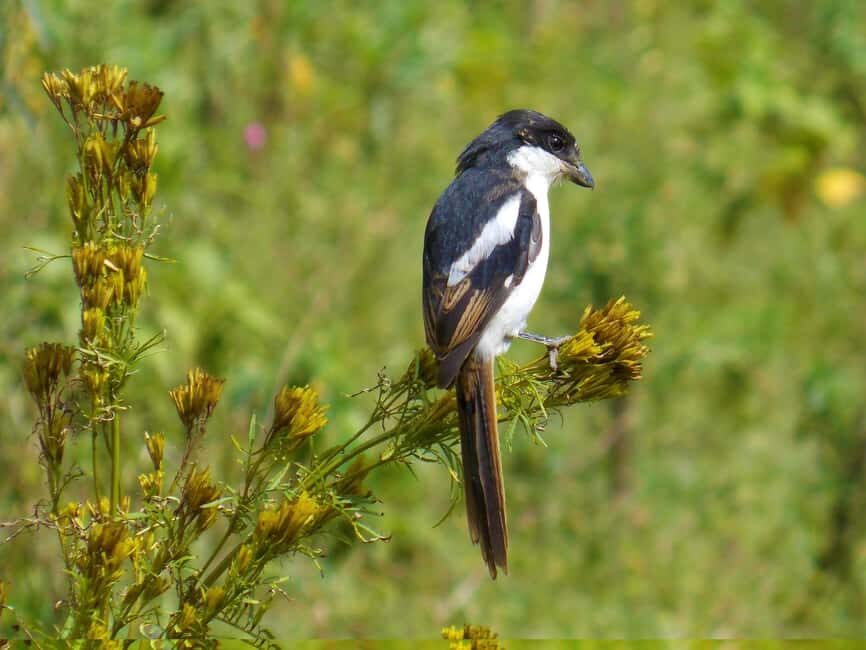 Lake Nakuru day trip from Nairobi - Guides & Service Quality: Why It Matters