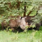 Lake Nakuru National Park Day Tour from Nairobi - The Itinerary Breakdown