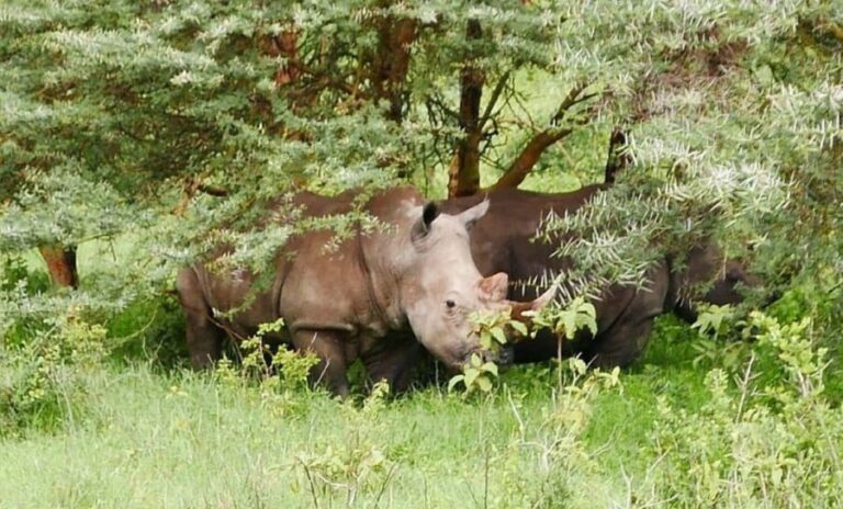 Lake Nakuru National Park Day Tour from Nairobi - The Itinerary Breakdown