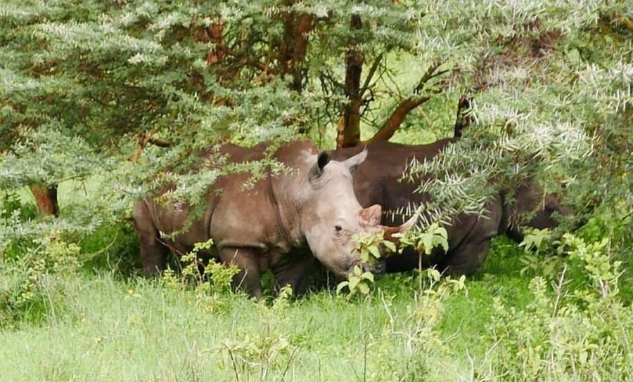 Lake Nakuru National Park Day Tour from Nairobi - The Itinerary Breakdown