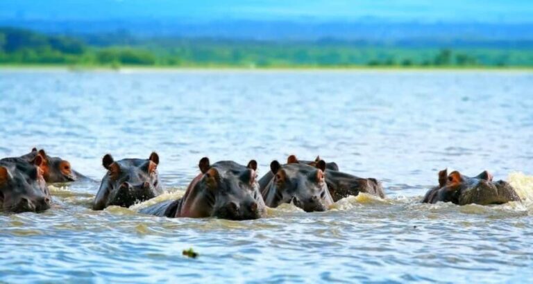 Lake Nakuru National Park Day Trip From Nairobi - Practical Details and Tips for Your Trip