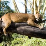 Lake Nakuru National Park ,Day Trip Tour. - Practical Details and What to Expect