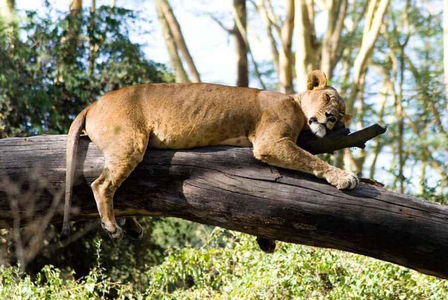 Lake Nakuru National Park ,Day Trip Tour. - Practical Details and What to Expect