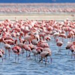Lake Nakuru National Park Day Trip With Nakuru/Nairobi pick - What Makes Lake Nakuru Special?