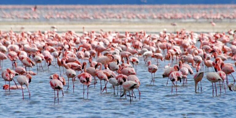 Lake Nakuru National Park Day Trip With Nakuru/Nairobi pick - What Makes Lake Nakuru Special?