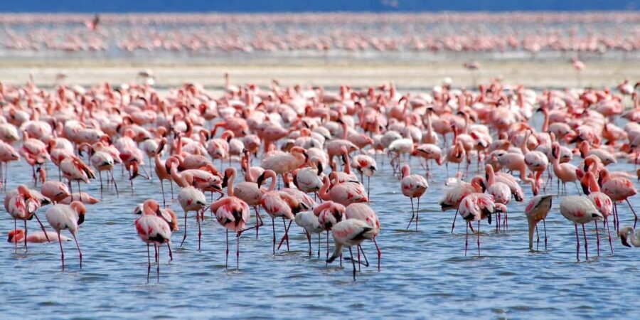 Lake Nakuru National Park Day Trip With Nakuru/Nairobi pick - What Makes Lake Nakuru Special?