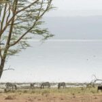 Lake Nakuru National Park: Daytrip in a 4X4 Private Jeep - What We Loved About This Tour