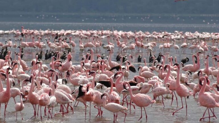 Lake Nakuru National Park Wildlife Highlights From Nairobi - What Sets This Tour Apart?