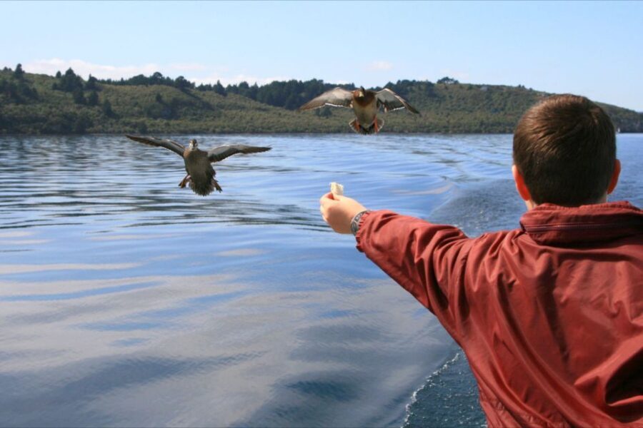 Lake Taupo: 1.5-Hour Mori Rock Carvings Cruise - The Sum Up
