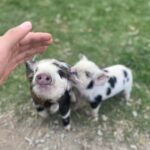 Lake Tekapo: Guided Petting Zoo Visit - Practical Details and Tips
