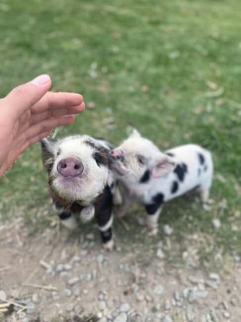 Lake Tekapo: Guided Petting Zoo Visit - Practical Details and Tips